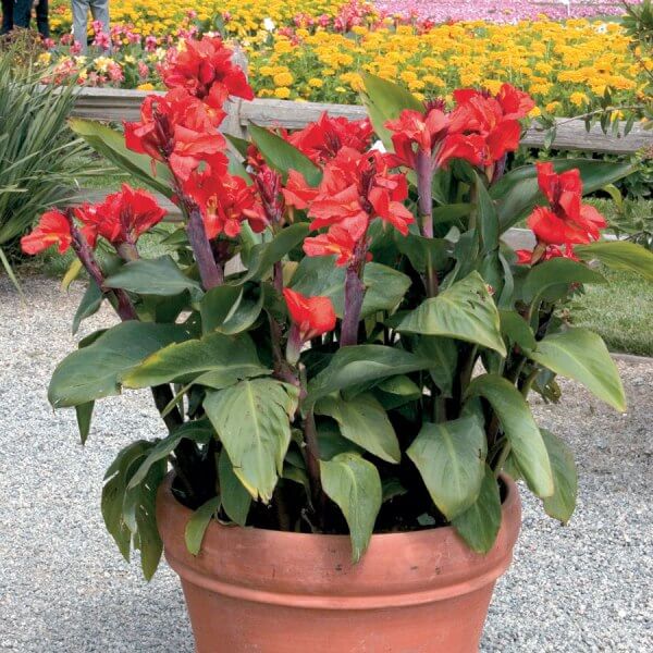 How to care for canna at home: basic rules and nuances How to plant cannes tubers
