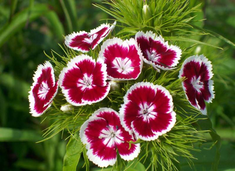 Turkish carnation - growing from seed when planted