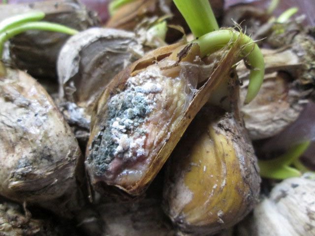 How to keep garlic until spring at home How to save peeled garlic for winter at home