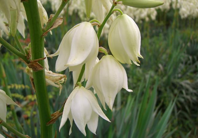 Yucca Garden - secrets of gardeners that you did not know about!