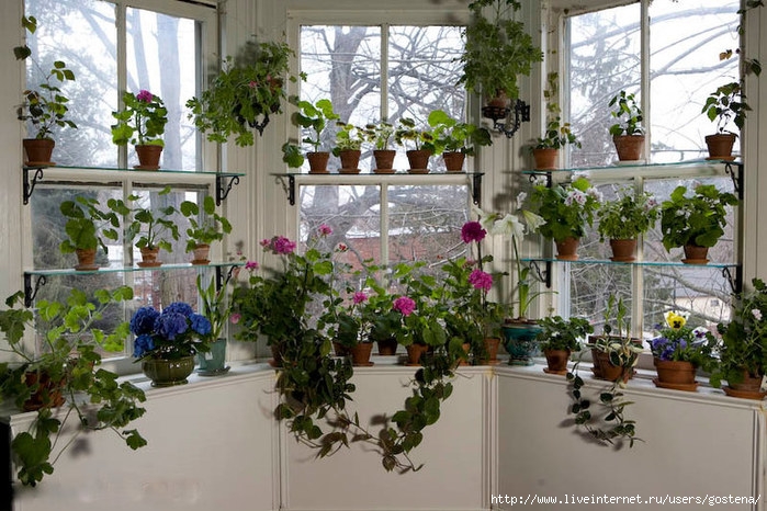 Flowers and indoor plants in the interior: tips and tricks on the design of phytodesign